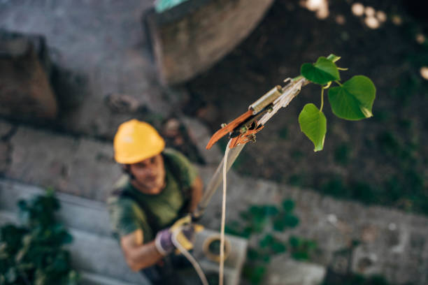 How Our Tree Care Process Works  in  Highlands, CA