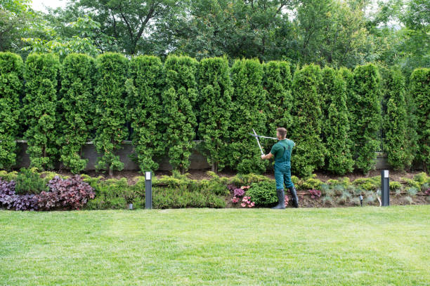 Best Storm Damage Tree Cleanup  in Highlands, CA