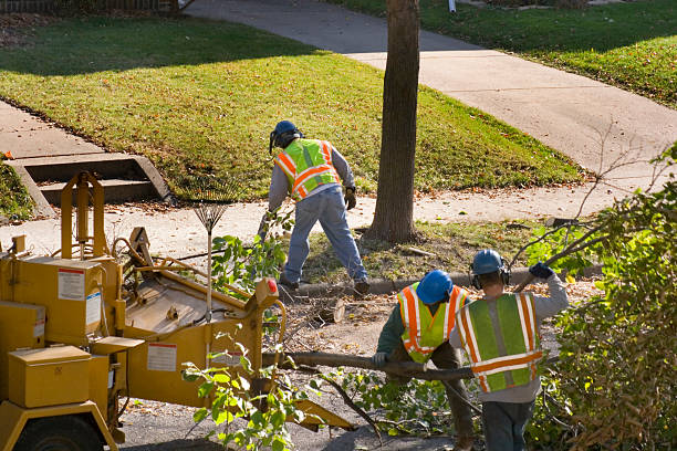 Trusted Highlands, CA Tree Removal Experts